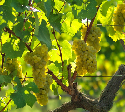 Культура виноградарства