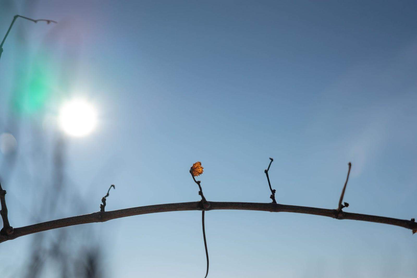 Історія унікальної котельні як у SHABO екологічно вирішили проблему з