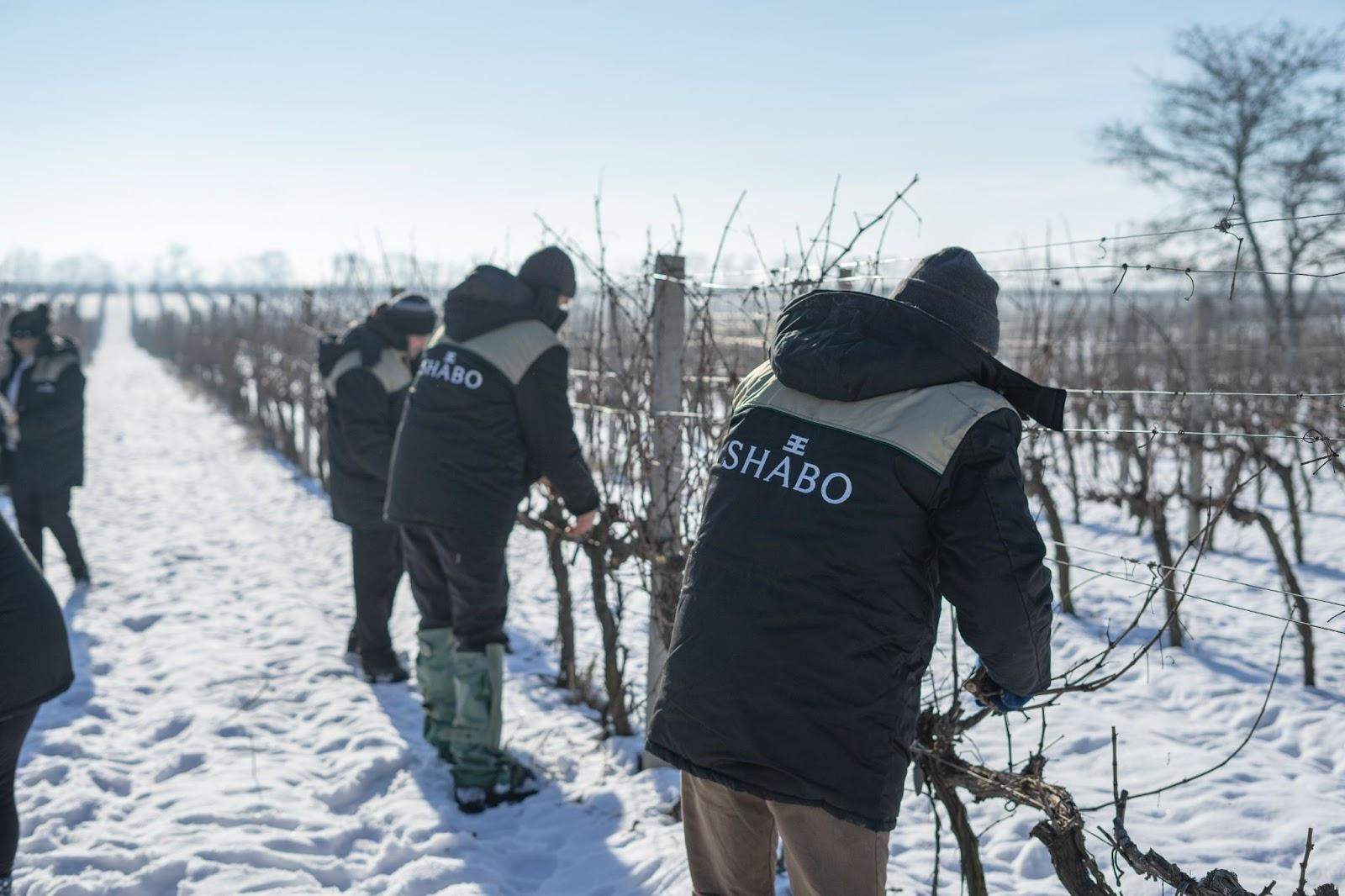 Історія унікальної котельні як у SHABO екологічно вирішили проблему з